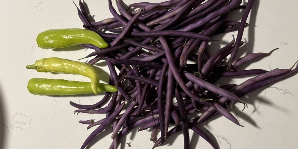 Year round gardening harvest of banana peppers and purple bush beans on a white quartz countertop
