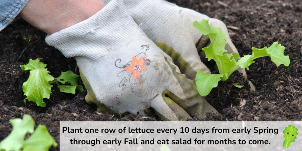 Succession planting lettuce to allow for a year-round garden