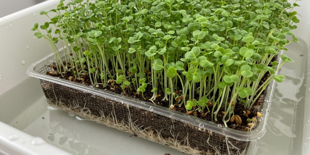 Microgreens in a tray being bottom-watered to keep the roots hydrated without saturating the leaves. How to grow microgreens indoors.
