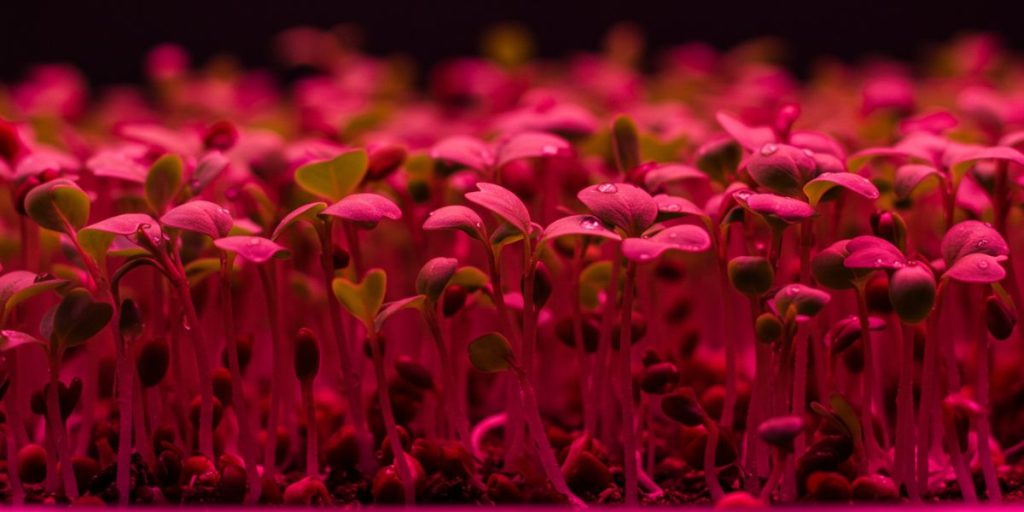 Young microgreen sprouts under grow lights after uncovering. How to grow microgreens indoors.