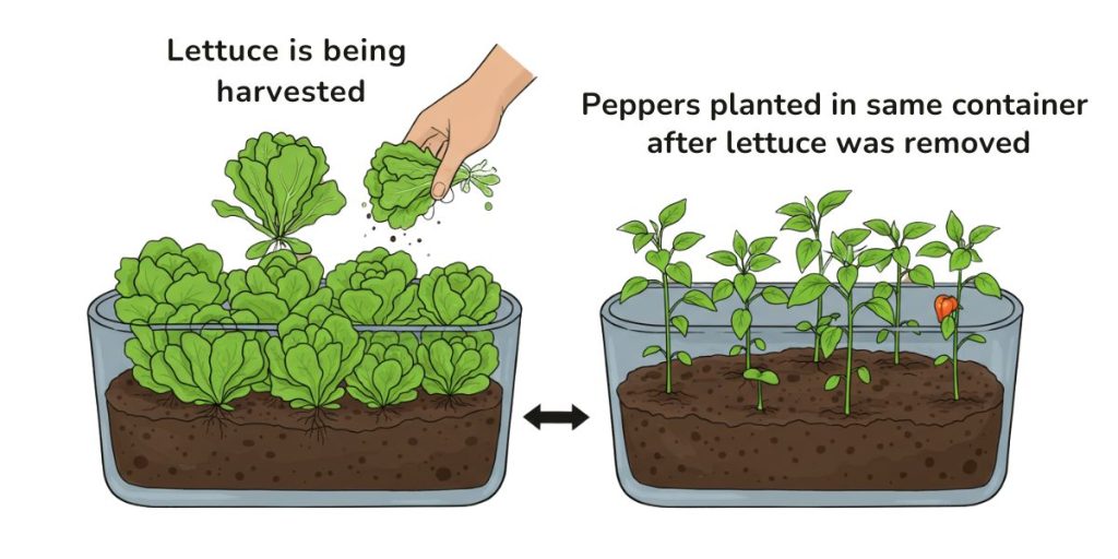 Diagram showing succession planting in containers with lettuce being harvested while pepper seedlings are being planted in the same container for continuous production.