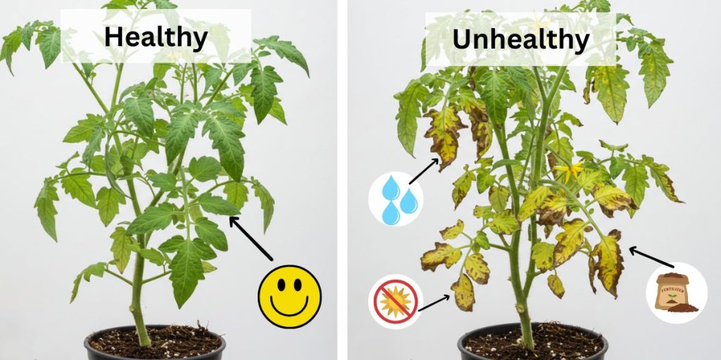 Side-by-side comparison showing healthy container tomato plant versus one with common problems like yellowing leaves and blossom drop, with visual diagnosis guide.