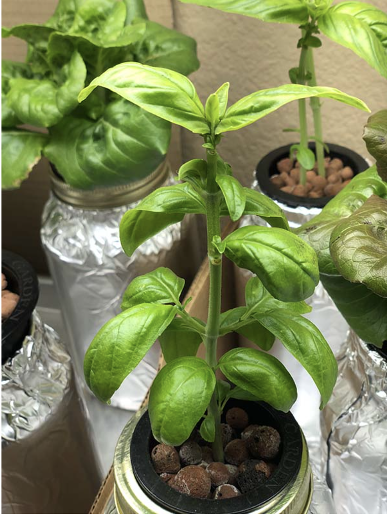 Kratky Mason Jars