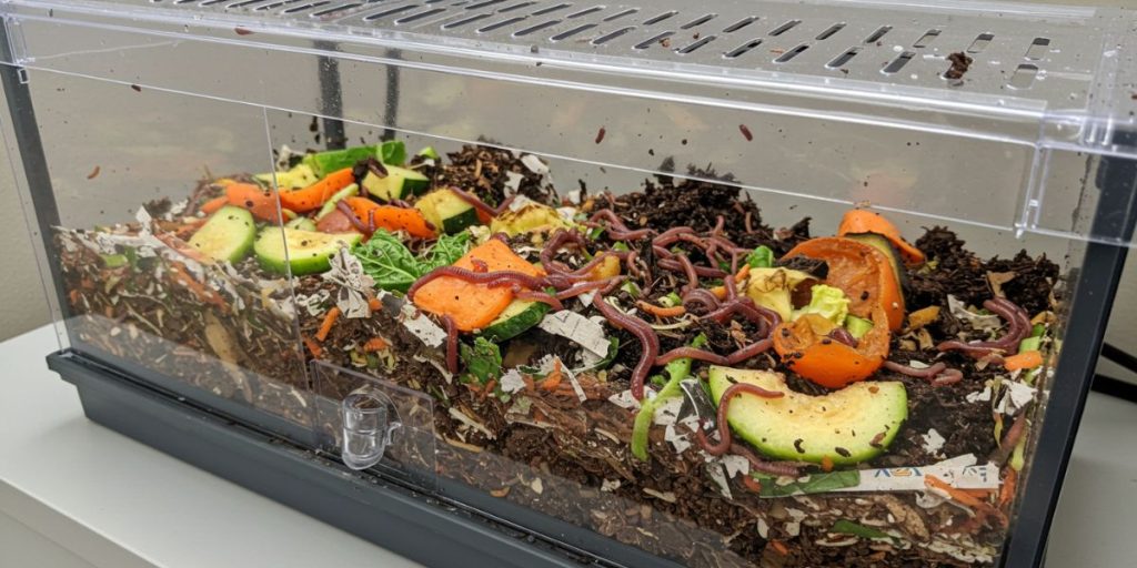 Vermiculture bin setup showing red wiggler worms in bedding material for composting.